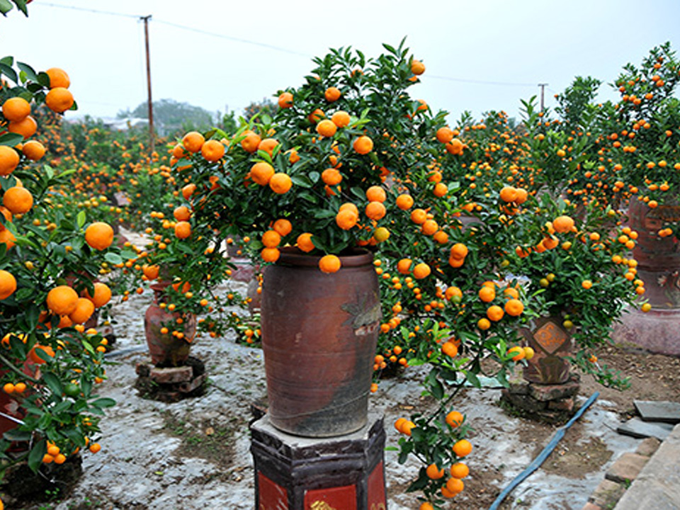 Dịch Vụ Vận Chuyển Tắc Kiểng Tết – An Giang Logistics: Trái Căng Trĩu Cành, Tài Lộc Đầy Nhà