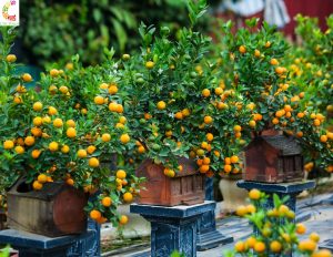 Dịch Vụ Vận Chuyển Tắc Kiểng Tết – An Giang Logistics: Trái Căng Trĩu Cành, Tài Lộc Đầy Nhà