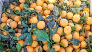 Vận Chuyển Thanh Trà Bảy Núi – An Giang Logistics: Vàng Óng Mượt Mà, Thơm Lừng Vị Núi