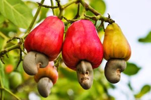 Dịch Vụ Vận Chuyển Trái Điều Tươi Hỏa Tốc – An Giang Logistics: Mọng Nước Tươi Ngon, Vận Chuyển "Êm Ru"