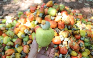 Dịch Vụ Vận Chuyển Trái Điều Tươi Hỏa Tốc – An Giang Logistics: Mọng Nước Tươi Ngon, Vận Chuyển "Êm Ru"