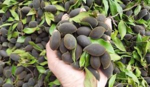 Dịch Vụ Vận Chuyển Trái Say Hỏa Tốc – An Giang Logistics: Nhung Đen Quý Hiếm