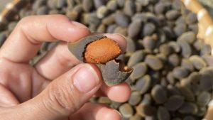 Dịch Vụ Vận Chuyển Trái Say Hỏa Tốc – An Giang Logistics: Nhung Đen Quý Hiếm