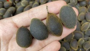 Dịch Vụ Vận Chuyển Trái Say Hỏa Tốc – An Giang Logistics: Nhung Đen Quý Hiếm