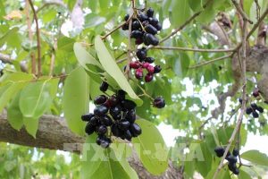 Dịch Vụ Vận Chuyển Trái Trâm Bảy Núi – An Giang Logistics: Tím Mọng Vị Quê, Giao Nhanh Thần Tốc