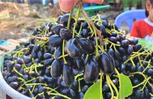 Dịch Vụ Vận Chuyển Trái Trâm Bảy Núi – An Giang Logistics: Tím Mọng Vị Quê, Giao Nhanh Thần Tốc