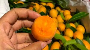 Vận Chuyển Thanh Trà Bảy Núi – An Giang Logistics: Vàng Óng Mượt Mà, Thơm Lừng Vị Núi