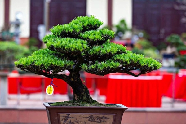 Dịch Vụ Vận Chuyển Tùng La Hán – An Giang Logistics: Giữ Trọn Thế Uy Nghi, Sang Trọng Từng Đường Nét