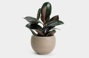 Dịch Vụ Vận Chuyển Đa Búp Đỏ – An Giang Logistics: Sắc Đỏ Uy Nghi, Vận May Gõ Cửa