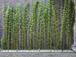 Dịch Vụ Vận Chuyển Trúc Quân Tử & Trúc Cần Câu – An Giang Logistics: Xanh Ngắt Hàng Rào, Vẹn Nguyên Dáng Thế