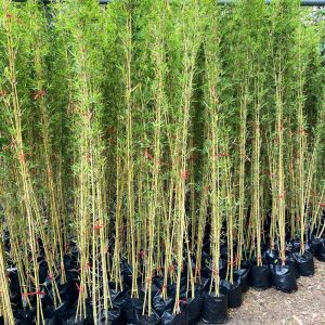 Dịch Vụ Vận Chuyển Trúc Quân Tử & Trúc Cần Câu – An Giang Logistics: Xanh Ngắt Hàng Rào, Vẹn Nguyên Dáng Thế