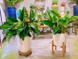 Dịch Vụ Vận Chuyển Trầu Bà Đế Vương – An Giang Logistics: Khẳng Định Đẳng Cấp, Vận Chuyển Tinh Tế