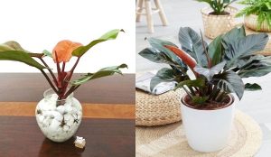 Dịch Vụ Vận Chuyển Trầu Bà Đế Vương – An Giang Logistics: Khẳng Định Đẳng Cấp, Vận Chuyển Tinh Tế