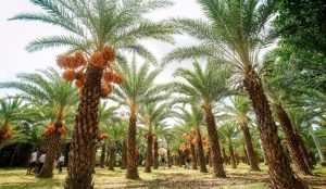 Vận Chuyển Cây Chà Là – An Giang Logistics: Tán Xòe Sang Trọng, Nâng Tầm Đẳng Cấp Dự Án