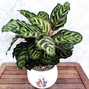 Vận Chuyển Cây Đuôi Công – An Giang Logistics: Tuyệt Tác Hoa Văn, Vận Chuyển Tinh Tế