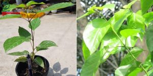 Vận Chuyển Cây Lá Cách – An Giang Logistics: Hương Vị Quê Nhà, Vận Chuyển Tinh Tế