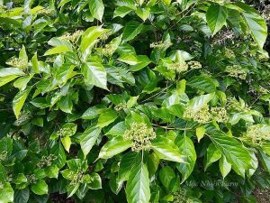 Vận Chuyển Cây Lá Cách – An Giang Logistics: Hương Vị Quê Nhà, Vận Chuyển Tinh Tế