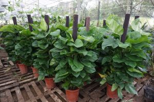 Dịch Vụ Vận Chuyển Trầu Bà Leo Cột – An Giang Logistics: Xanh Mướt Không Gian, Han Thông Mọi Việc