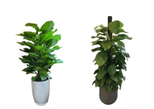 Dịch Vụ Vận Chuyển Trầu Bà Leo Cột – An Giang Logistics: Xanh Mướt Không Gian, Han Thông Mọi Việc