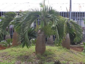 Dịch Vụ Vận Chuyển Cau Vua & Cau Sâm Banh – An Giang Logistics: Dáng Đứng Uy Nghi, Nâng Tầm Công Trình