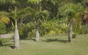 Dịch Vụ Vận Chuyển Cau Vua & Cau Sâm Banh – An Giang Logistics: Dáng Đứng Uy Nghi, Nâng Tầm Công Trình