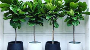 Dịch Vụ Vận Chuyển Bàng Singapore – An Giang Logistics: Tán Lá Xanh Sang, Không Gian Đẳng Cấp