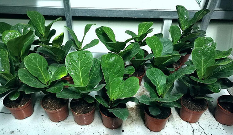 Dịch Vụ Vận Chuyển Bàng Singapore – An Giang Logistics: Tán Lá Xanh Sang, Không Gian Đẳng Cấp