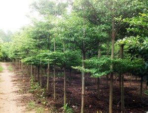 Dịch Vụ Vận Chuyển Bàng Đài Loan – An Giang Logistics: Xanh Mướt Từng Tầng, Vận Chuyển Chuyên Nghiệp.