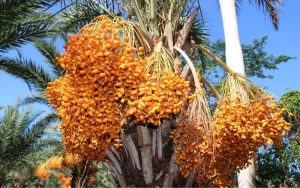 Vận Chuyển Cây Chà Là – An Giang Logistics: Tán Xòe Sang Trọng, Nâng Tầm Đẳng Cấp Dự Án