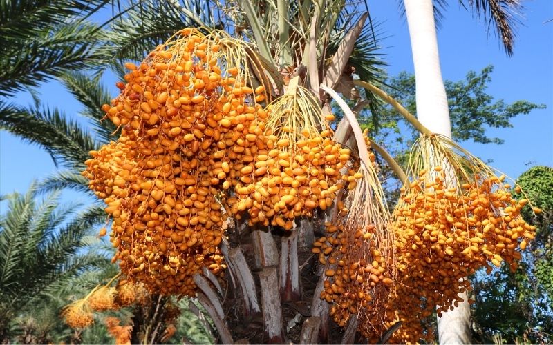 Vận Chuyển Cây Chà Là – An Giang Logistics: Tán Xòe Sang Trọng, Nâng Tầm Đẳng Cấp Dự Án