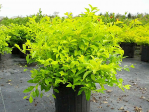 Dịch Vụ Vận Chuyển Cây Chuỗi Ngọc – An Giang Logistics: Xanh Mướt Lối Đi, Vận Chuyển Tỉ Mỉ