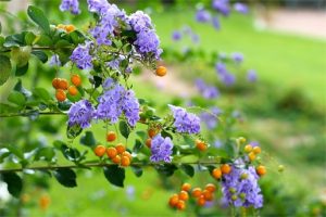 Dịch Vụ Vận Chuyển Cây Chuỗi Ngọc – An Giang Logistics: Xanh Mướt Lối Đi, Vận Chuyển Tỉ Mỉ