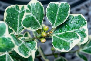 Dịch Vụ Vận Chuyển Đa Tam Phúc – An Giang Logistics: Tam Phúc Vào Nhà, Tài Lộc Nở Hoa