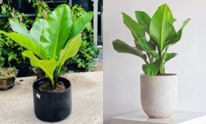 Dịch Vụ Vận Chuyển Cây Đại Phú Gia – An Giang Logistics: Đại Phú Quý, Đại Bình An