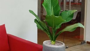 Dịch Vụ Vận Chuyển Cây Đại Phú Gia – An Giang Logistics: Đại Phú Quý, Đại Bình An