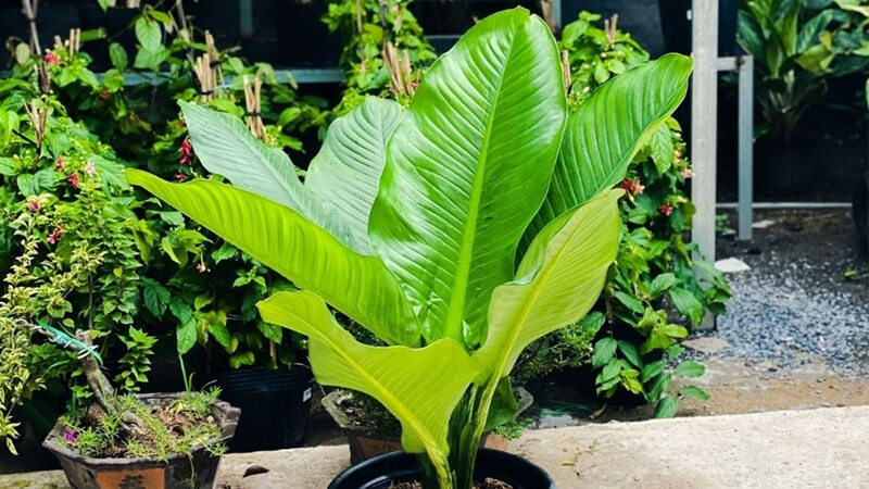 Dịch Vụ Vận Chuyển Cây Đại Phú Gia – An Giang Logistics: Đại Phú Quý, Đại Bình An