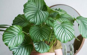 Vận Chuyển Cây Đuôi Công – An Giang Logistics: Tuyệt Tác Hoa Văn, Vận Chuyển Tinh Tế