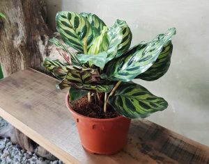 Vận Chuyển Cây Đuôi Công – An Giang Logistics: Tuyệt Tác Hoa Văn, Vận Chuyển Tinh Tế