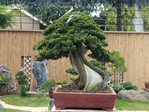 Dịch Vụ Vận Chuyển Duyên Tùng – An Giang Logistics: Đánh Thức Vẻ Đẹp Bonsai, Vận Chuyển Đẳng Cấp