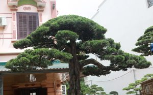 Dịch Vụ Vận Chuyển Duyên Tùng – An Giang Logistics: Đánh Thức Vẻ Đẹp Bonsai, Vận Chuyển Đẳng Cấp