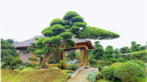 Dịch Vụ Vận Chuyển Duyên Tùng – An Giang Logistics: Đánh Thức Vẻ Đẹp Bonsai, Vận Chuyển Đẳng Cấp