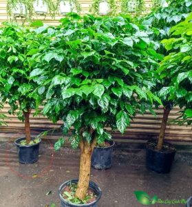 Dịch Vụ Vận Chuyển Cây Hạnh Phúc – An Giang Logistics: Mang Bình An Tới, Gửi Trọn Niềm Tin