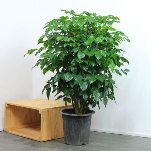 Dịch Vụ Vận Chuyển Cây Hạnh Phúc – An Giang Logistics: Mang Bình An Tới, Gửi Trọn Niềm Tin