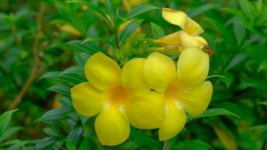 Dịch Vụ Vận Chuyển Cây Huỳnh Anh – An Giang Logistics: Sắc Vàng Rực Rỡ, Vận Chuyển Tận Tâm