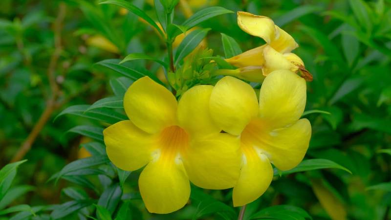 Dịch Vụ Vận Chuyển Cây Huỳnh Anh – An Giang Logistics: Sắc Vàng Rực Rỡ, Vận Chuyển Tận Tâm