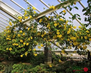 Dịch Vụ Vận Chuyển Cây Huỳnh Anh – An Giang Logistics: Sắc Vàng Rực Rỡ, Vận Chuyển Tận Tâm