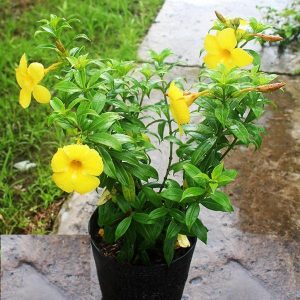 Dịch Vụ Vận Chuyển Cây Huỳnh Anh – An Giang Logistics: Sắc Vàng Rực Rỡ, Vận Chuyển Tận Tâm