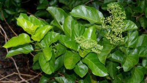 Vận Chuyển Cây Lá Cách – An Giang Logistics: Hương Vị Quê Nhà, Vận Chuyển Tinh Tế