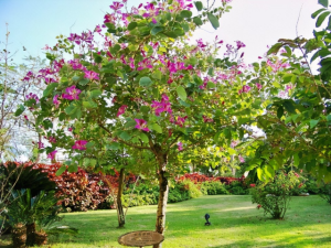 Vận Chuyển Cây Móng Bò – An Giang Logistics