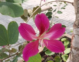 Vận Chuyển Cây Móng Bò – An Giang LogisticsDịch Vụ Vận Chuyển Bòn Bon Hỏa Tốc – An Giang Logistics: Chùm Đại Cát, Ngọt Vị Quê Hương